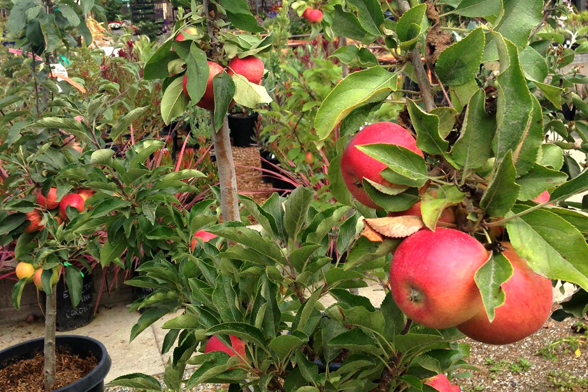 Deciduous Fruit Trees, Tropical Fruits, & Berries Alladin Nursery