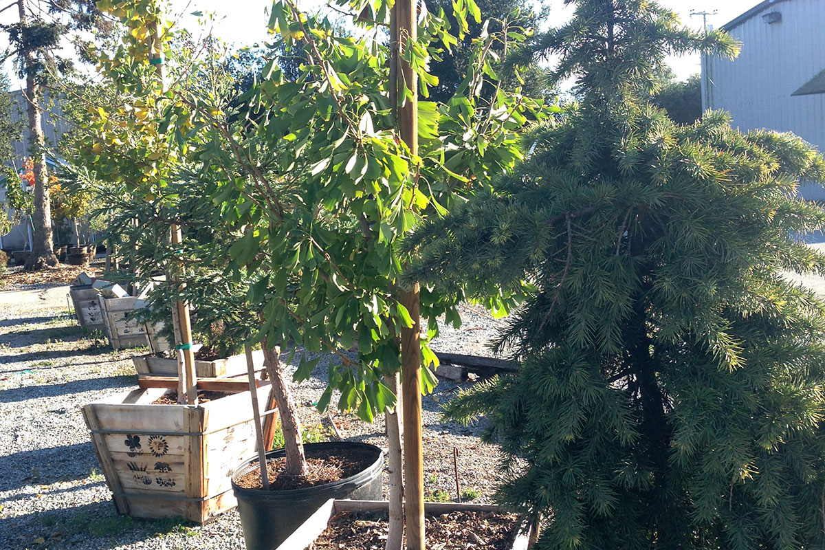 Shade Trees - Alladin Nursery